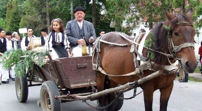 Un nou început de transhumanţă – URCATUL OILOR LA MUNTE – NOVACI 2024