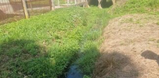 Localnic din Danești, amendat de comisarii de mediu