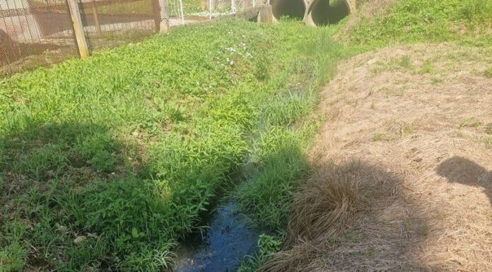 Localnic din Danești, amendat de comisarii de mediu