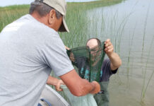 Sute de pești, specia Caras, au murit într-un lac din județul vecin. Nu se cunoaște cauza