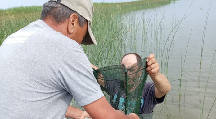 Sute de pești, specia Caras, au murit într-un lac din județul vecin. Nu se cunoaște cauza