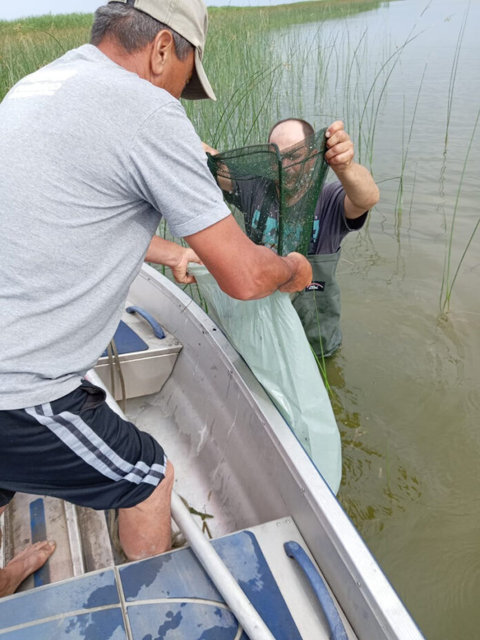 Sute de pești, specia Caras, au murit într-un lac din județul vecin. Nu se cunoaște cauza
