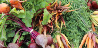 Agricultura pe înțelesul tuturor – Protecția fitosanitară a legumelor rădăcinoase