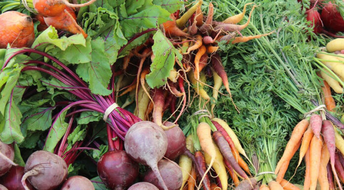 Agricultura pe înțelesul tuturor – Protecția fitosanitară a legumelor rădăcinoase