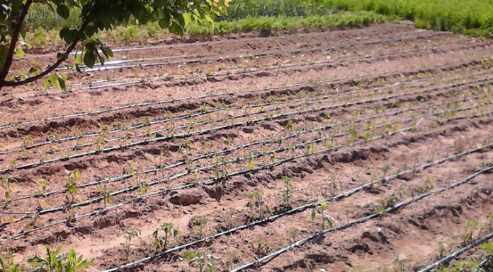 Agricultura pe înțelesul tuturor – Va fi o vară secetoasă