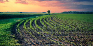 Agricultura pe înțelesul tuturor – Va fi o vară secetoasă