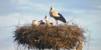 Observatorul estival – „JUNIORII” DE PE SLOBOZIA SE ANTRENEAZĂ