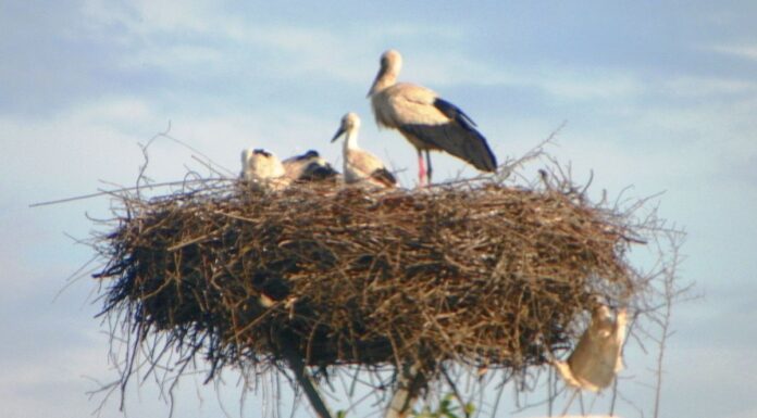 Observatorul estival – „JUNIORII” DE PE SLOBOZIA SE ANTRENEAZĂ