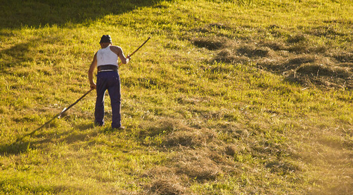 Agricultura pe înțelesul tuturor – Calendarul lucrărilor agricole în luna iunie