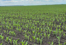 Agricultura pe înțelesul tuturor – Vine vara secetoasă