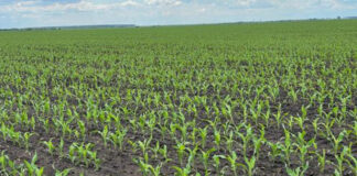 Agricultura pe înțelesul tuturor – Vine vara secetoasă