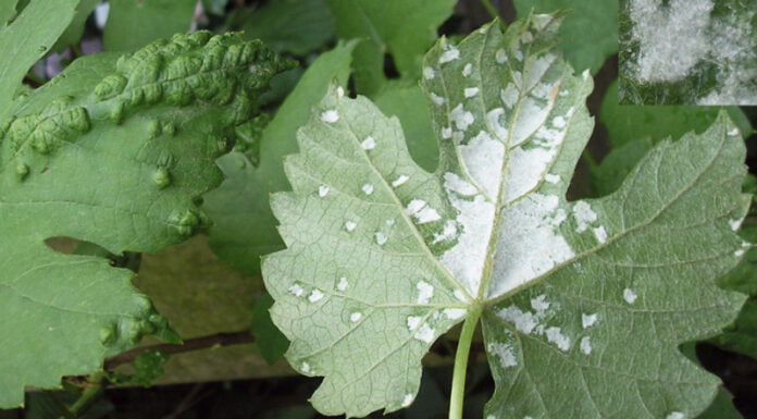Agricultura pe înțelesul tuturor – Dăunătorii viţei-de-vie – (1)