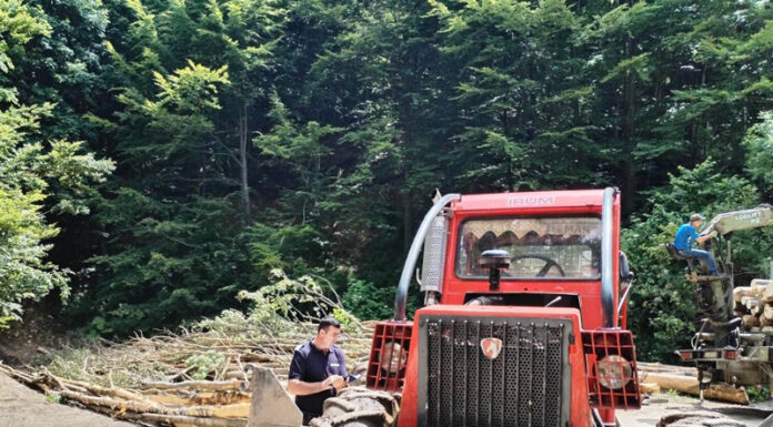 Runcu: Transporta bușteni prin albia unui pârâu de munte. Amendă!