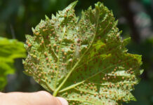 Agricultura pe înțelesul tuturor – Dăunătorii viţei de vie – (2)