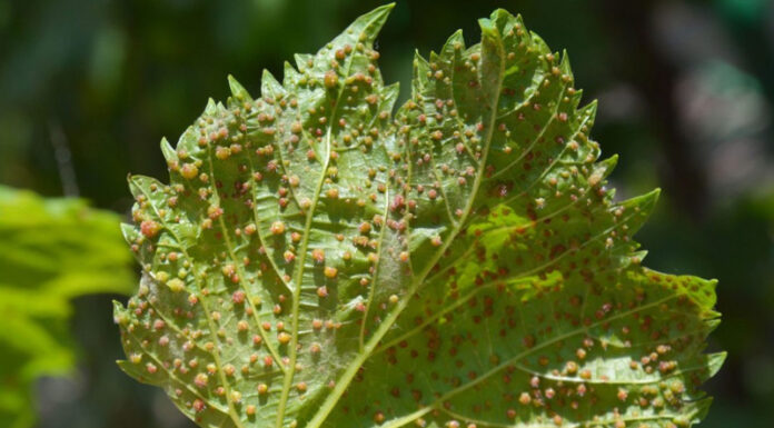 Agricultura pe înțelesul tuturor – Dăunătorii viţei de vie – (2)