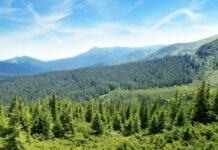 Suprafața pădurilor a crescut cu peste 3.000 de hectare