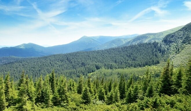 Suprafața pădurilor a crescut cu peste 3.000 de hectare