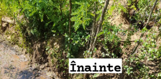 Au poluat cu țiței un pârâu din Țicleni. Amendă uriașă!