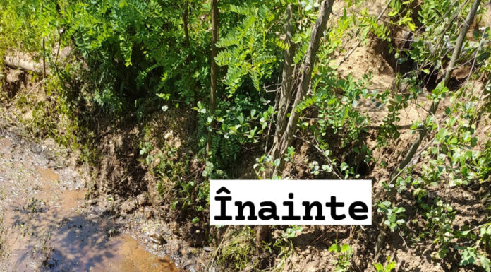 Au poluat cu țiței un pârâu din Țicleni. Amendă uriașă!