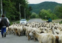 Repere ancestrale – Fenomenul Transhumanței