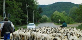 Repere ancestrale – Fenomenul Transhumanței