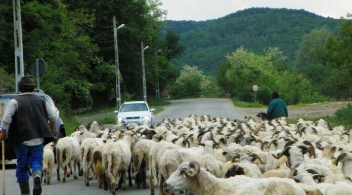 Repere ancestrale – Fenomenul Transhumanței