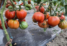 Temperaturi de peste 60 de grade în solarii. Culturi compromise!