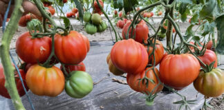 Temperaturi de peste 60 de grade în solarii. Culturi compromise!