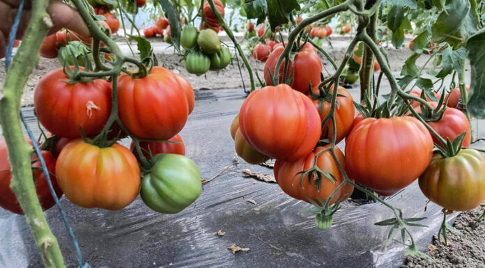 Temperaturi de peste 60 de grade în solarii. Culturi compromise!