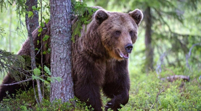 Legea pentru împușcarea urșilor agresivi, promulgată