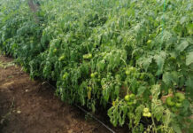 Agricultura pe înțelesul tuturor – Bolile tomatelor