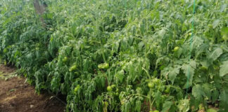 Agricultura pe înțelesul tuturor – Bolile tomatelor