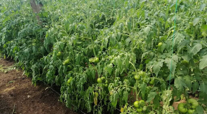 Agricultura pe înțelesul tuturor – Bolile tomatelor