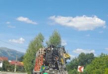 Novaci: Transporta lemne fără documente