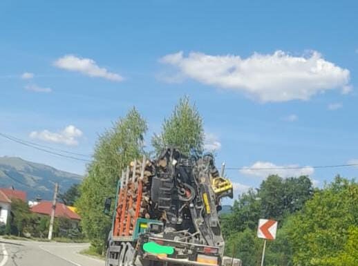 Novaci: Transporta lemne fără documente