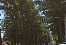 Polițiștii au dat startul Paradei Motocicliștilor de la Baia de Fier