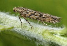 Agricultura pe înţelesul tuturor – Tuta absoluta, Cel mai periculos dușman al legumicultorilor