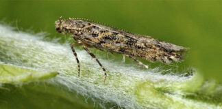 Agricultura pe înţelesul tuturor – Tuta absoluta, Cel mai periculos dușman al legumicultorilor