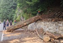 Copac prăbușit pe DN 66