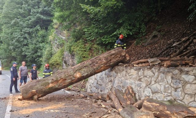 Copac prăbușit pe DN 66