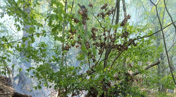 Defileul Jiului: S-au luptat șase ore să stingă incendiul