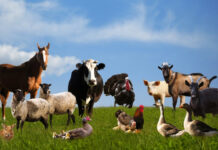 Agricultura pe înțelesul tuturor – Declarația Universală a Drepturilor Animalelor