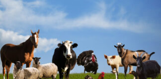 Agricultura pe înțelesul tuturor – Declarația Universală a Drepturilor Animalelor