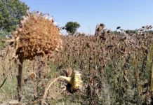 Câți bani ar putea primi fermierii cărora căldura extremă le-a distrus culturile