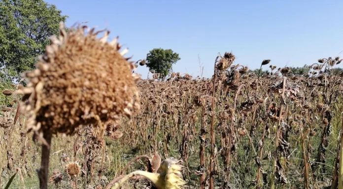Câți bani ar putea primi fermierii cărora căldura extremă le-a distrus culturile