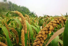 Agricultura pe înțelesul tuturor – MEIUL, regele cerealelor, marginalizat pe nedrept