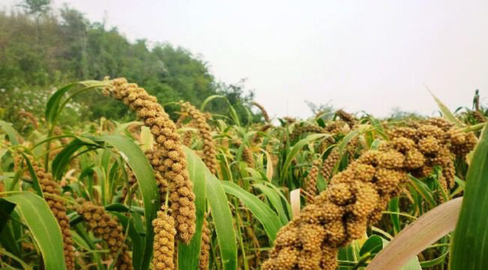 Agricultura pe înțelesul tuturor – MEIUL, regele cerealelor, marginalizat pe nedrept