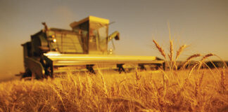 Agricultura pe înțelesul tuturor – Calendarul lucrărilor agricole în luna iulie