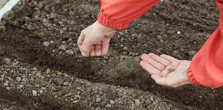 Agricultura pe înțelesul tuturor – Atenție fermieri, nu totdeauna ce semănați – aceea culegeți