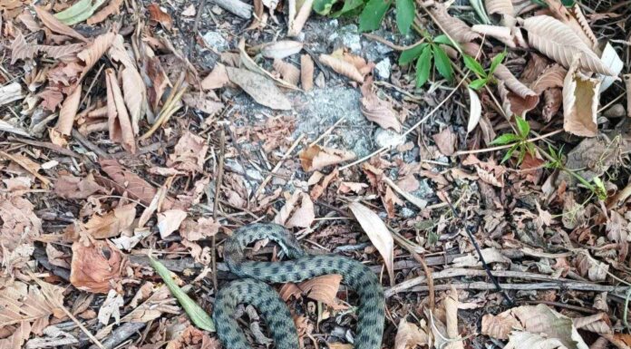 Târgu Jiu: Șarpe îndepărtat dintr-o scară de bloc